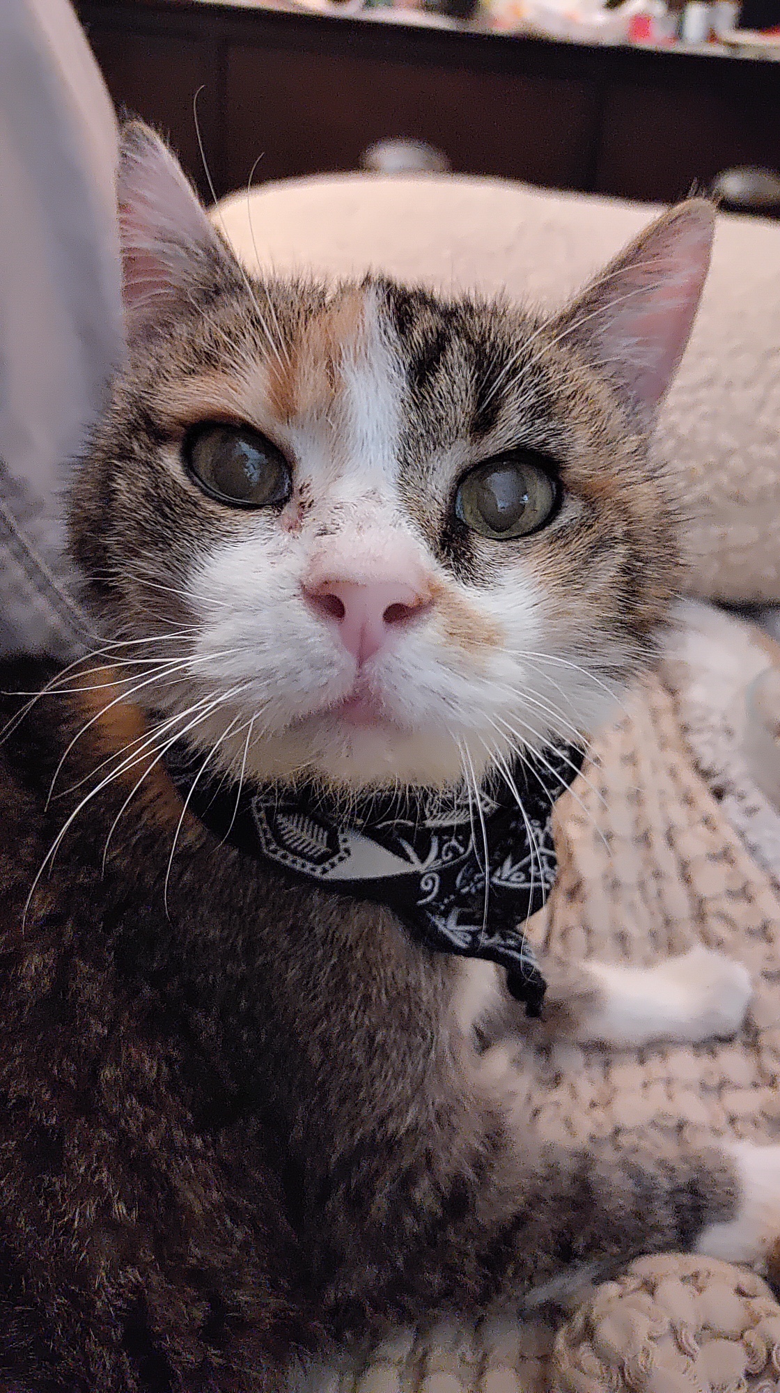 Lucy Update- Look At Meow