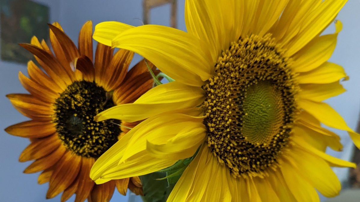 Surviving Loss, Reflections Of A New Life