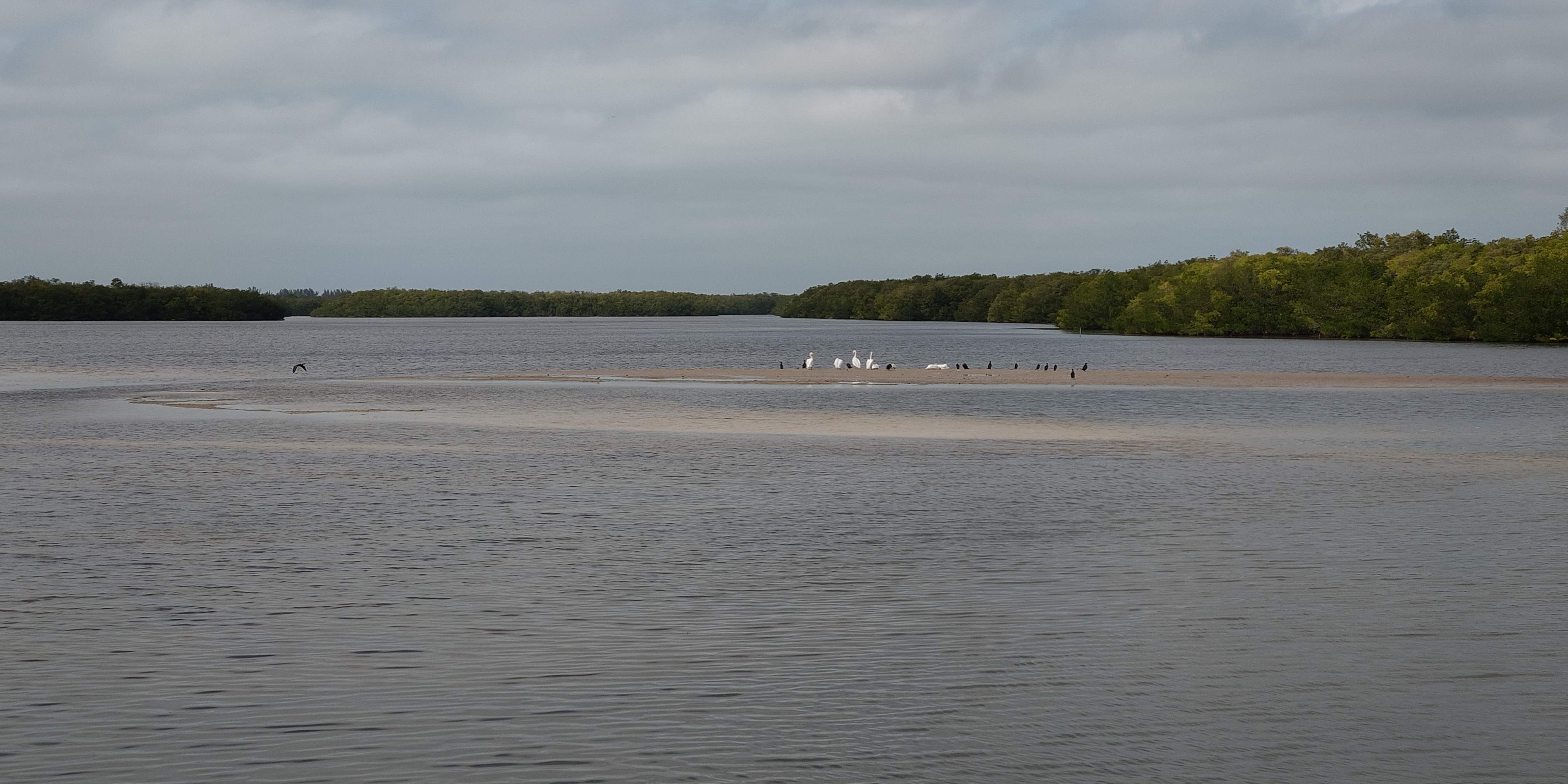 sanibel island wildlife refuge ding darling causes of overthinking