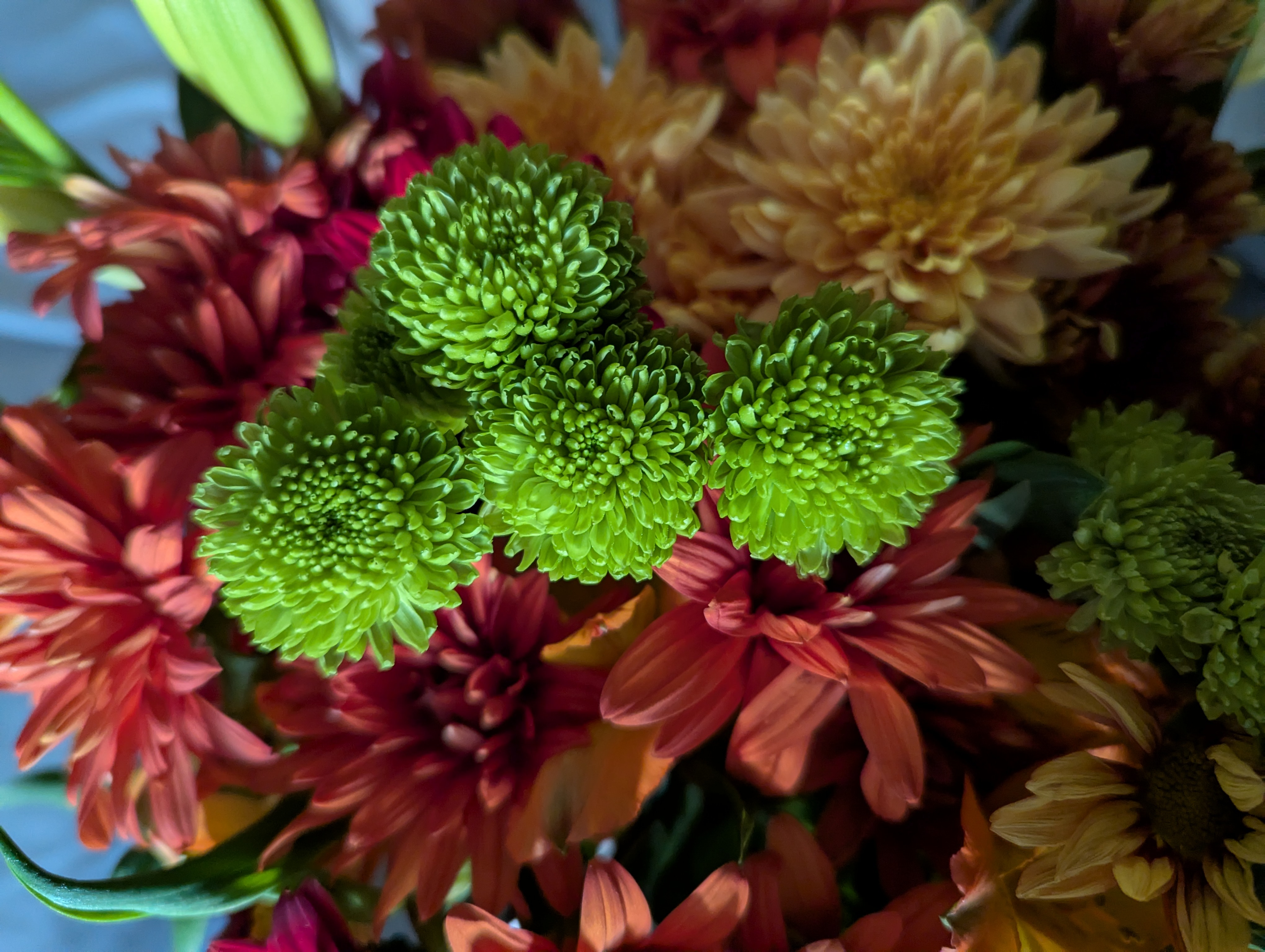 flowers that greg bought for me