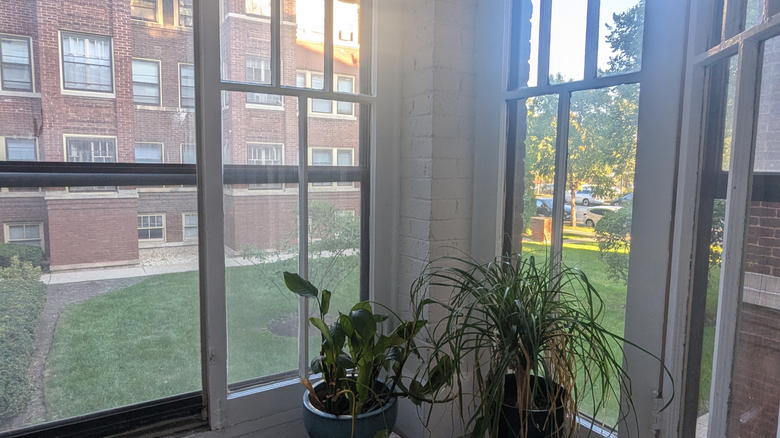 Plants beside the windows of my new Chicago apartment overlooking the courtyard.